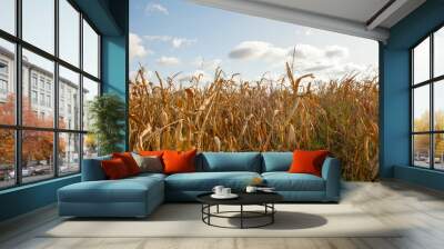 field of corn Wall mural