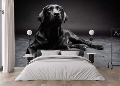 Portrait of a Labrador Retriever dog on an isolated black background. Wall mural