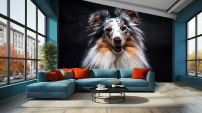 Portrait of Sheltie isolated on black background Wall mural