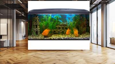 Beautiful aquarium on a white background Wall mural