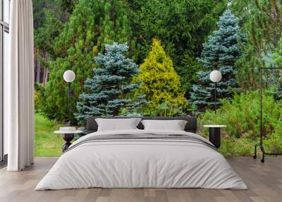 various conifers as an element of landscape design Wall mural