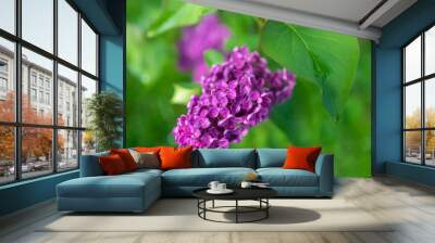 A bunch of blooming lilacs on a branch in springtime on green blurred background Wall mural