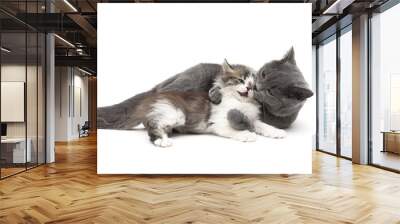 gray cat plays with a small kitten isolated on white background Wall mural