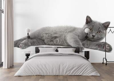 little kitten lies on a white background Wall mural