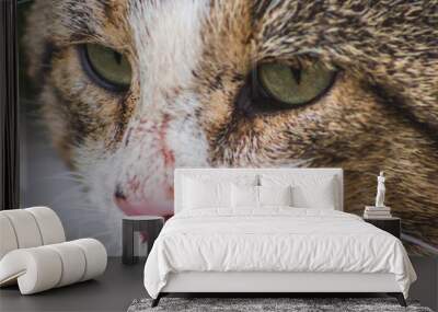 pensive cat macro portrait  calm thoughtful  muzzle face  eyes animal Wall mural