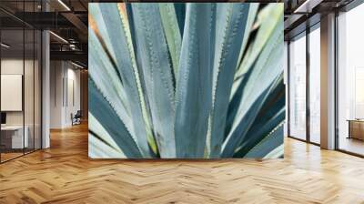 Agave tequila plant - Blue agave landscape fields in Jalisco, Mexico Wall mural