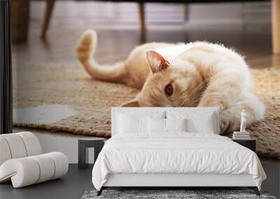 Cute red scottish fold cat with orange eyes lying on grey textile sofa at home. Soft fluffy purebred short hair straight-eared kitty. Background, copy space, close up. Wall mural