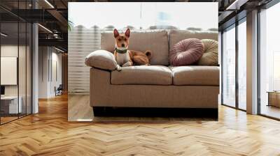 Cute two year old Basenji dog with big ears sitting on beige textile couch. Small adorable doggy with funny fur stains, wearing green leather collar at home. Close up, copy space, background. Wall mural