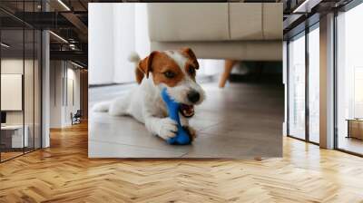 Cute wire haired Jack Russel terrier puppy playing with blue rubber bone. Adorable broken coated pup chewing a toy on a hardwood floor. Close up, copy space, background. Wall mural