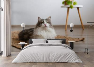 Portrait of a siberian cat with green eyes lying on the floor at home. Fluffy purebred straight-eared long hair kitty. Copy space, close up, background. Adorable domestic pet concept. Wall mural