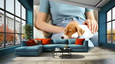 The cuttest two months old Jack Russel terrier puppy named Maisie sleeping on woman's lap. Small adorable doggy with funny fur stains lying with owner. Close up, copy space, isolated background. Wall mural