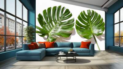 Two big green monstera leaves of exotic palm tree isolated on white background. Couple of tropical jungle plant with visible texture. Pollution free symbol. Close up, copy space. Wall mural