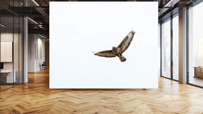 Birds of prey - Common Buzzard (Buteo buteo) isolated on white background Wall mural