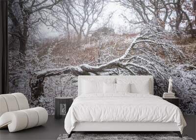 Storm sutted tree in winter Wall mural