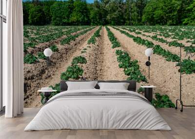  Green field of potato crops in a row Wall mural