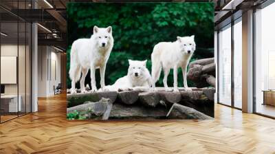 arctic wolves Wall mural