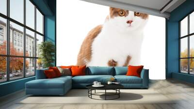 British shorthair cat on a white background. british cat isolate Wall mural