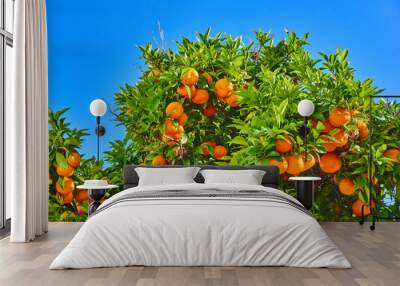 clementines ripening on tree against blue sky. Tangerine tree. Oranges on a citrus tree Wall mural