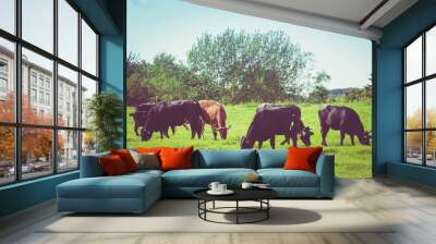 Cows on a green field. Cows on a summer pasture Wall mural