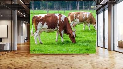 cows on meadow Wall mural