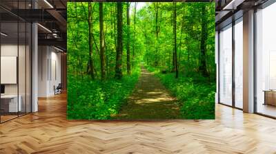 forest trees. nature green wood Wall mural