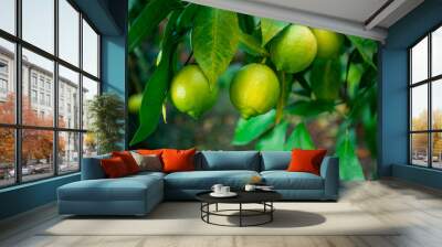 Fresh green lemon limes on tree in organic garden Wall mural