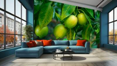 fresh green lemon limes on tree in organic garden Wall mural