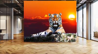 Tiger portrait  on the rock with beautiful sky at sunset time Wall mural