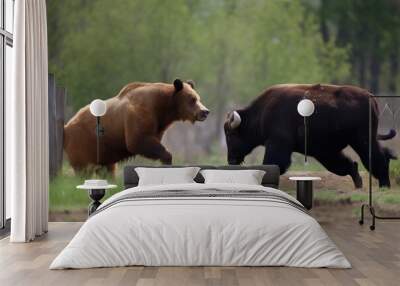 Bear vs Bull, a bear fighting a bull Wall mural