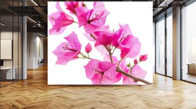 Pink Bougainvillea Flowers on Branch Isolated without Background Wall mural