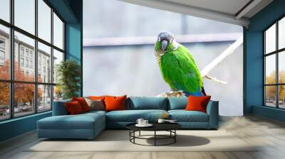 A green parakeet is looking for the camera Wall mural