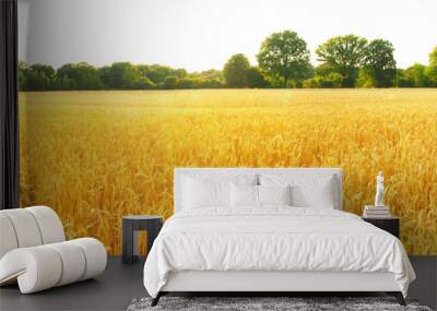 Wheat Field in Summer on Transparent PNG Background Wall mural