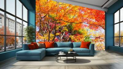 Farbenfroher Herbstwald  Wall mural