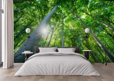 Green forest in summer with sunlight shining through the trees Wall mural