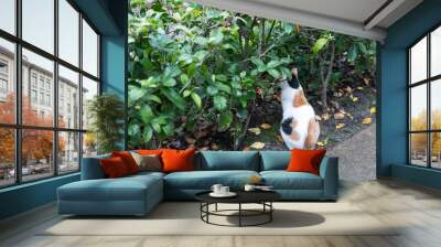 cat in a beautiful garden,alive Wall mural