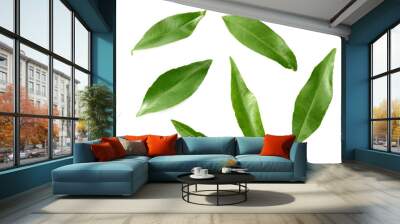 citrus leaves isolated on white background. top view. Wall mural