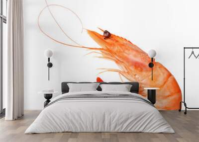 one shrimp isolated on a white background. top view Wall mural