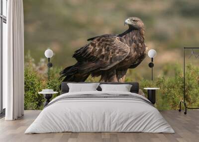 the majestic golden eagle on the stone with her prey	 Wall mural