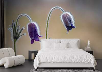 Pulsatilla
 Wall mural