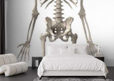 human skeletons isolated Wall mural