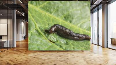 common garden slug Wall mural