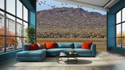 New Mexico landscape with snow geese in flight and sandhill cranes below presents land and combination of two, spectacular avian species Wall mural