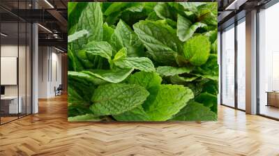 closeup of various fresh mint leafs Wall mural