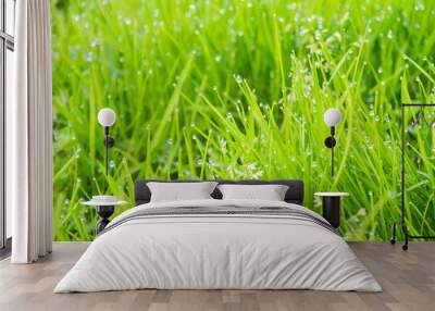 Green grass with dew, nature background Wall mural