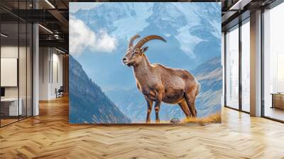 Alpine Ibex (Capra Ibex) on the Schreckhorn and Wetterhorn peaks background. Wonderful morning scene in the Swiss Alps, Switzerland, Europe. Beauty of nature concept background
 Wall mural