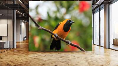 bird watching in the department of nariño colombia during the global big day Wall mural