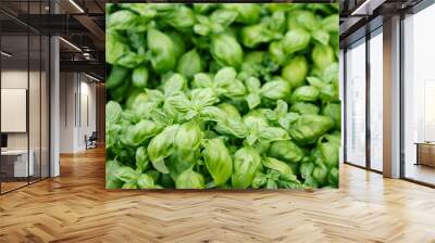 Top-down picture of Genovese basil plants. Basil (Ocimum basilicum), also called sweet basil, is a tender plant, and is used in cuisines worldwide. This cultivar is used for the famous Genoese pesto. Wall mural