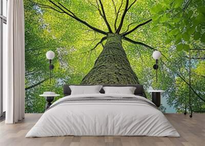 Tree background, tree low shot angle
 Wall mural