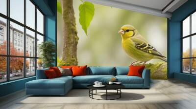 Yellow birds near the water European Greenfinch Chloris chloris
 Wall mural