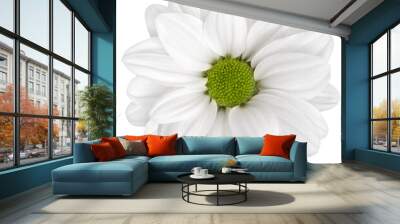 Top view of White Chrysanthemum flower isolated on white background.studio shot. Wall mural